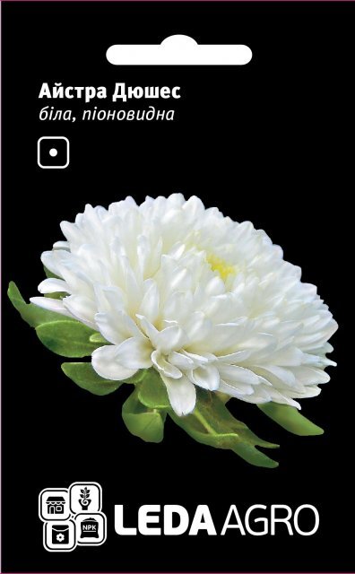 Астра Астра