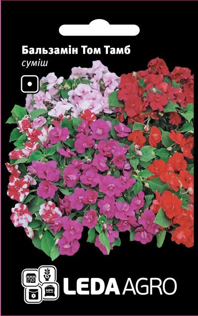 Бальзамін Бальзамін