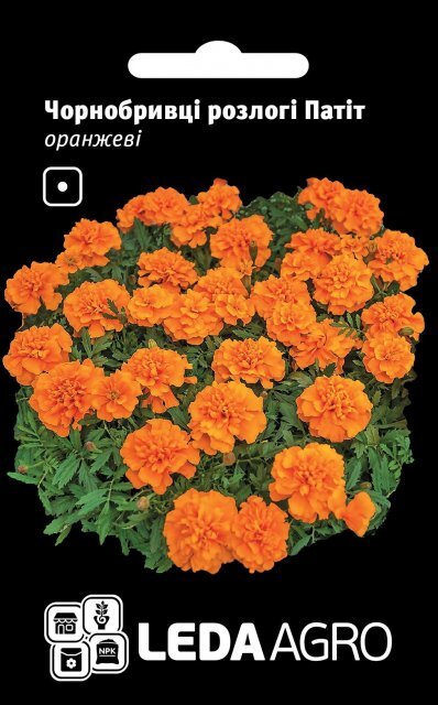 Чорнобривці розлогі Чорнобривці розлогі