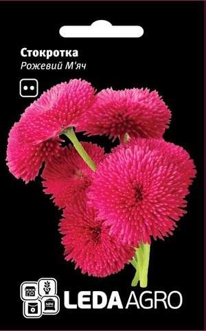 Маргаритка "Рожевий М'яч" 0,01г. L (Hem Zaden BV Нідерланди)