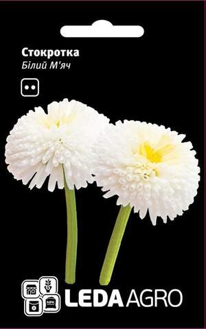 Маргаритка "Білий М'яч" 0,01г. L (Hem Zaden BV Нідерланди)