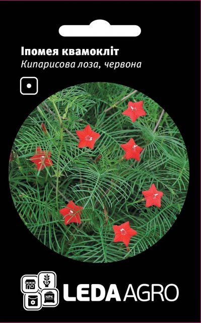 Іпомея квамокліт, червона "Кіпарисова лоза" 0,2г. L (Hem Zaden BV Нідерланди) Іпомея квамокліт, червона "Кіпарисова лоза" 0,2г. L (Hem Zaden BV Нідерланди)