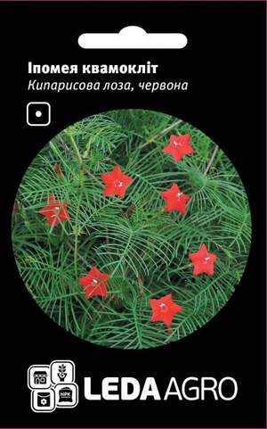 Іпомея квамокліт, червона "Кіпарисова лоза" 0,2г. L (Hem Zaden BV Нідерланди)
