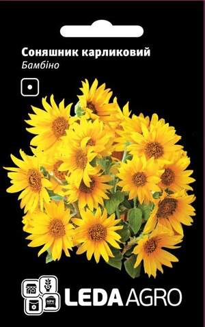 Соняшник карликовий 