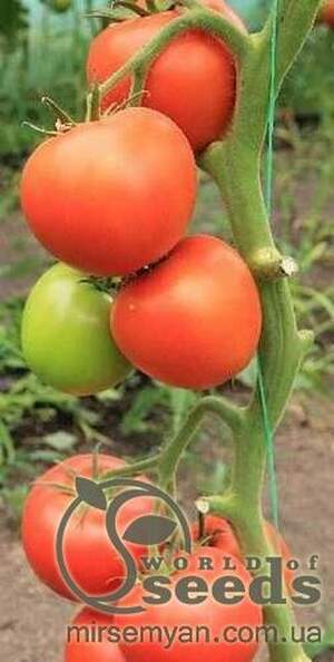 Томатний індетерм. "Белфаст" F1 (Enza Zaden / Енза Заден) - 500 насінин. Томатний індетерм. "Белфаст" F1 (Enza Zaden / Енза Заден) - 500 насінин.