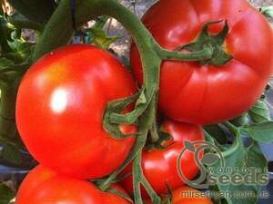 Томатний індетерм. "Белфорт" F1 (Enza Zaden / Енза Заден) - 500 насінин. Томатний індетерм. "Белфорт" F1 (Enza Zaden / Енза Заден) - 500 насінин.