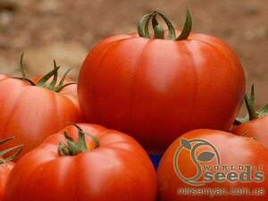 Томатний індетерм. "Белле" F1 (Enza Zaden / Енза Заден) - 500 насінин.