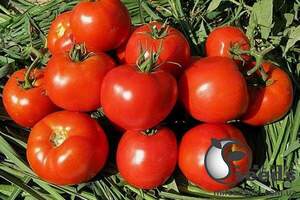Томат "Ралі F1 / Rally F1" 250 семена (Enza Zaden / Енза Заден)