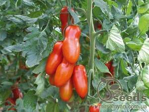 Томатний індетерм. "Поззано" F1 (Enza Zaden / Енза Заден) - 250 насінин.