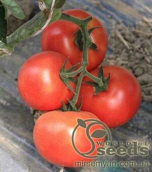 Томатний індетерм. "Буран" F1 (Enza Zaden / Енза Заден) - 500 насінин. Томатний індетерм. "Буран" F1 (Enza Zaden / Енза Заден) - 500 насінин.