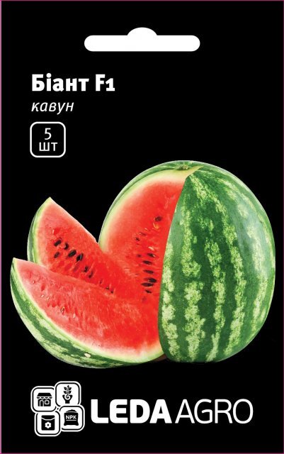 Кавун Кавун