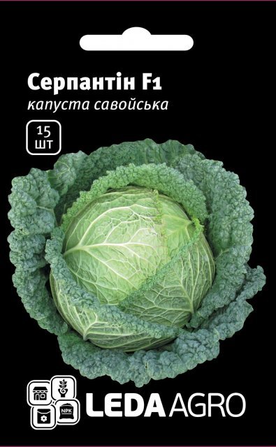Капуста савойська "Серпантин" F1 15 семена (Hazera) Капуста савойська "Серпантин" F1 15 семена (Hazera)