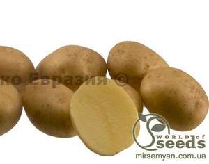 Насіннєвий сорт картоплі 