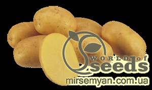 Насіннєвий сорт картоплі "Констанс" 1 репродукція Голландія