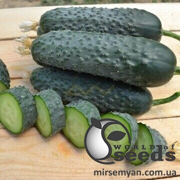Огірок Пікскор/Pickscore F1 500н. Нунемс (Nunhems) Огірок Пікскор/Pickscore F1 500н. Нунемс (Nunhems)