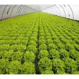 Салат Фрізол / Freesol 5000н. (Syngenta) Салат Фрізол / Freesol 5000н. (Syngenta)