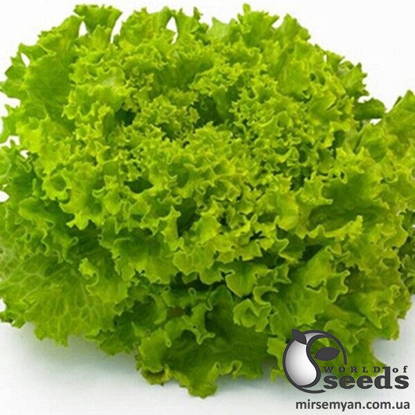 Салат Фрізол / Freesol 5000н. (Syngenta) Салат Фрізол / Freesol 5000н. (Syngenta)