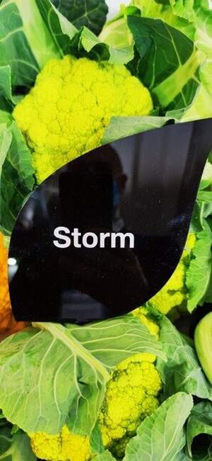 Капуста цвітна Грін Сторм F1 / Green Storm F1 2 500 н. Сингента (Syngenta)