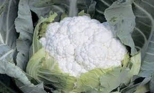 Капуста цвітна Джава / Java F1 2 500н. Сингента (Syngenta) Капуста цвітна Джава / Java F1 2 500н. Сингента (Syngenta)