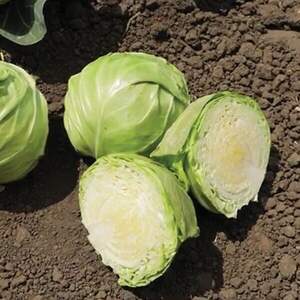 Капуста білокачанна Лауда F1 2500 н. Syngenta Капуста білокачанна Лауда F1 2500 н. Syngenta