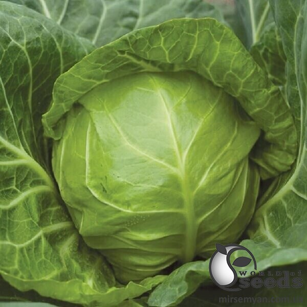 Капуста білокачанна Лауда F1 2500 н. Syngenta Капуста білокачанна Лауда F1 2500 н. Syngenta