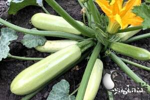 Кабачок Корделія F1 500н. Syngenta Кабачок Корделія F1 500н. Syngenta