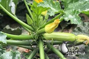 Кабачок Корделія F1 500н. Syngenta Кабачок Корделія F1 500н. Syngenta