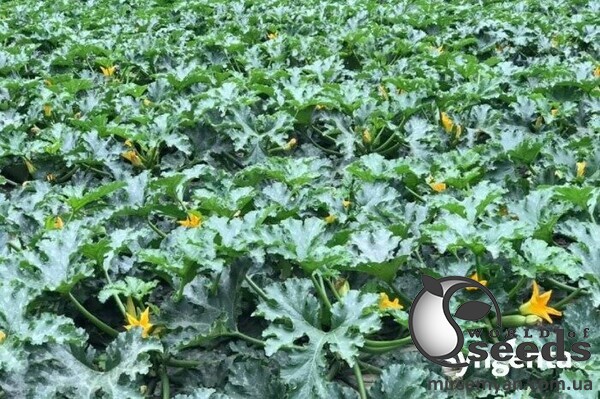 Кабачок Корделія F1 500н. Syngenta Кабачок Корделія F1 500н. Syngenta