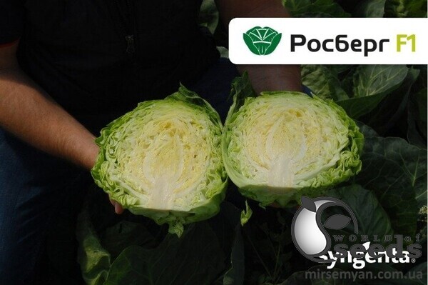 Капуста білокачанна Росберг F1 2500 н. Syngenta Капуста білокачанна Росберг F1 2500 н. Syngenta