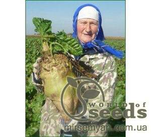 Насіння буряка кормового  Мілана  1 кг WoS