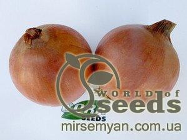 Цибуля ФУНДАДОР F1 (FUNDADOR F1) 250000 с. Cora Seeds Цибуля ФУНДАДОР F1 (FUNDADOR F1) 250000 с. Cora Seeds