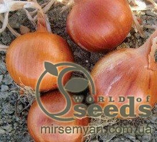 Цибуля СОНЯ F1 (SONIA F1) 250000 с. Cora Seeds Цибуля СОНЯ F1 (SONIA F1) 250000 с. Cora Seeds