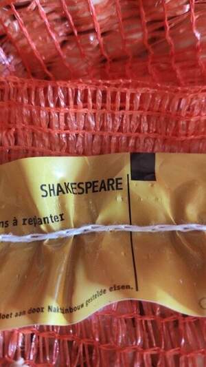 Цибуля саджанка озима Шекспір/ Shakespeare 1 кг Netherlands