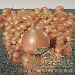 Цибуля саджанка озима Августа 1 кг (Netherlands)