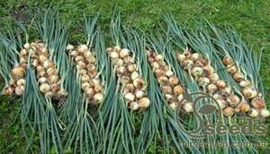 Цибуля саджанка озима Радар/ Radar (Рейдер) 0,5 кг Netherlands Цибуля саджанка озима Радар/ Radar (Рейдер) 0,5 кг Netherlands