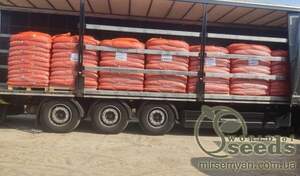 Цибуля саджанка озима Радар/ Radar (Рейдер) 0,5 кг Netherlands