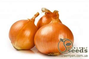 Цибуля саджанка озима Августа 0,5 кг (Netherlands)