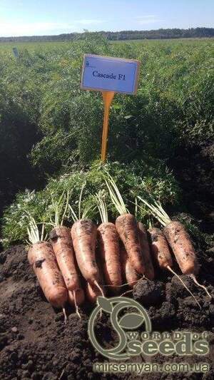 Морква "Каскад" F1 (1,8-2 мм) 100000 с. Бейо (Bejo)