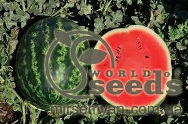 Кавун Кавун