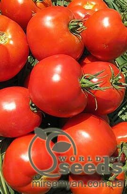 Томат "Агіліс" F1(Enza Zaden / Енза Заден) - 500 насінин. Томат "Агіліс" F1(Enza Zaden / Енза Заден) - 500 насінин.