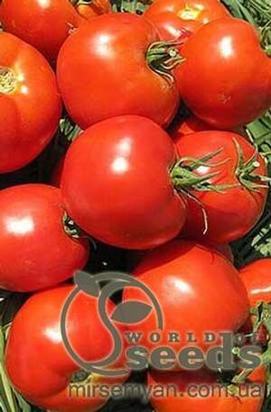 Томат "Агіліс" F1(Enza Zaden / Енза Заден) - 500 насінин.