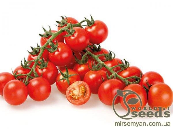 Томат "Сакура" F1(Enza Zaden / Енза Заден) - 250 насінин. Томат "Сакура" F1(Enza Zaden / Енза Заден) - 250 насінин.