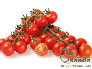 Томат "Сакура" F1(Enza Zaden / Енза Заден) - 250 насінин.
