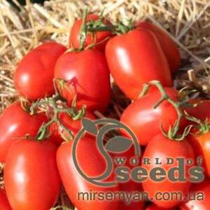 Томат Томат