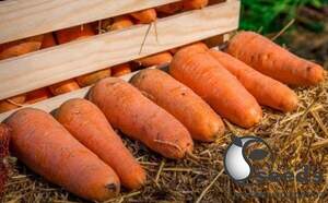 Морква Мірафлорес F1 1,4-1,6 500 000 с. Клоз (Clause) Морква Мірафлорес F1 1,4-1,6 500 000 с. Клоз (Clause)