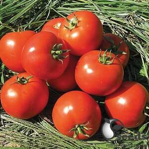 Томат Лоджейн F1 500 с. (Enza Zaden)