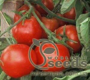 Томат Лоджейн F1 500 с. (Enza Zaden)