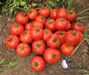 Томат Лоджейн F1 500 с. (Enza Zaden)