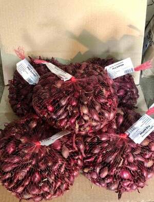 Цибуля саджанка озима Ред Барон 0,5 кг Netherlands