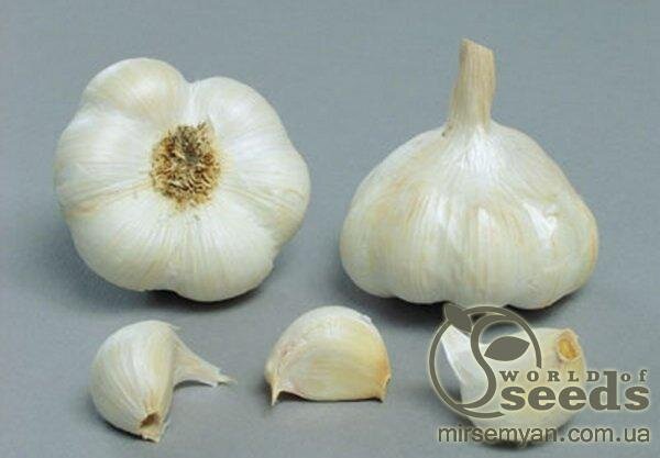 Часник озимий Месідор / Messidor 0,5 кг Україна Часник озимий Месідор / Messidor 0,5 кг Україна